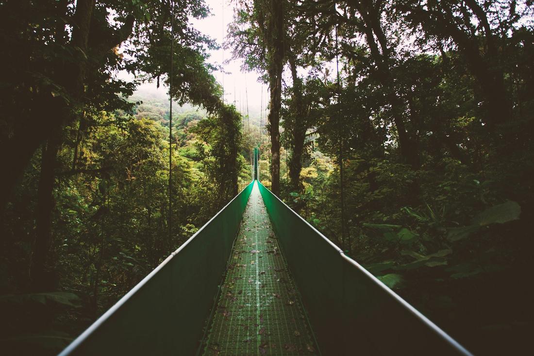 The Monteverde Cloud Forest Canopy Experience