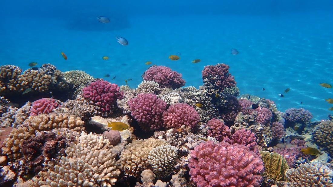Red Sea Reef & Relaxation Escape