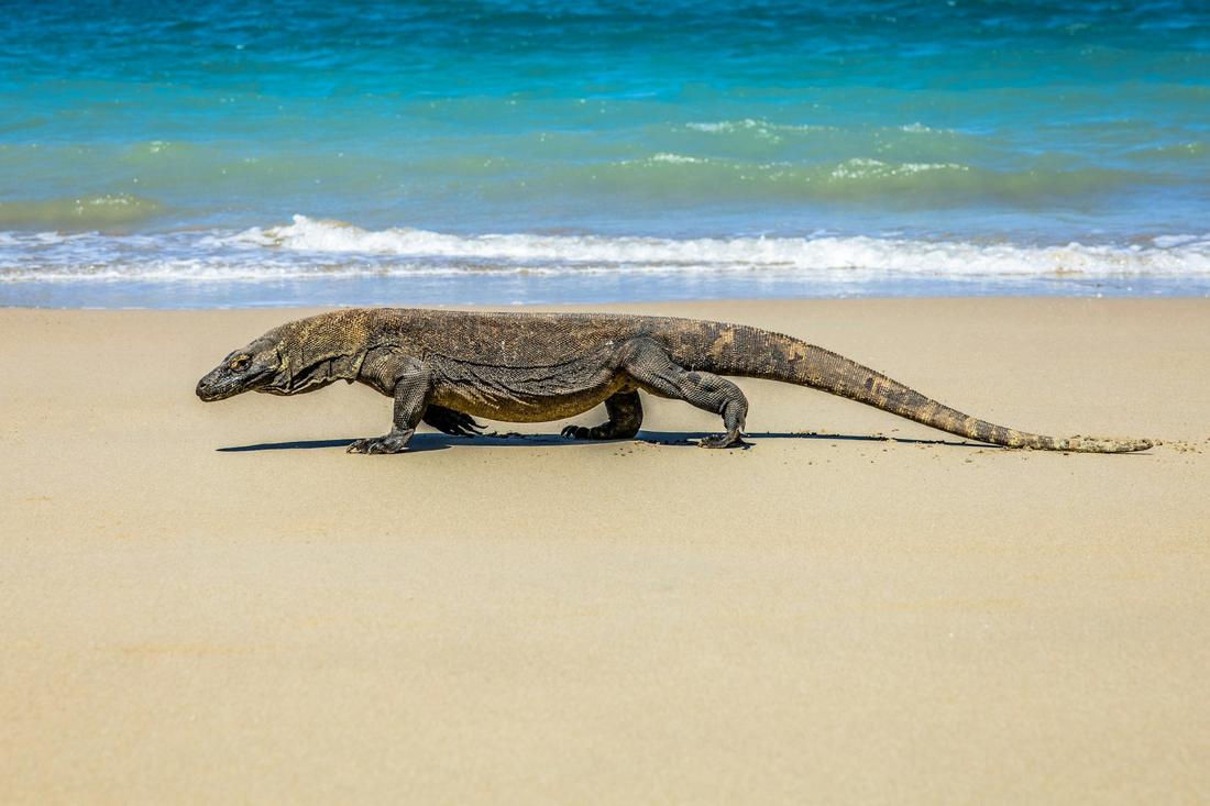 The Komodo Dragon & Pink Sands Voyage