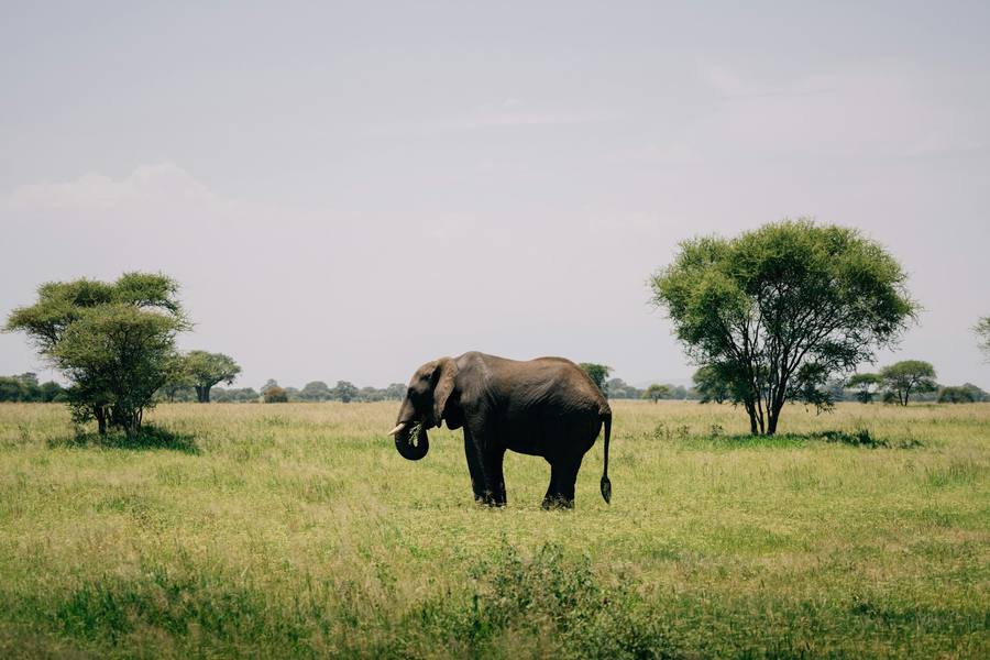 Elephant grazing in the African savanna